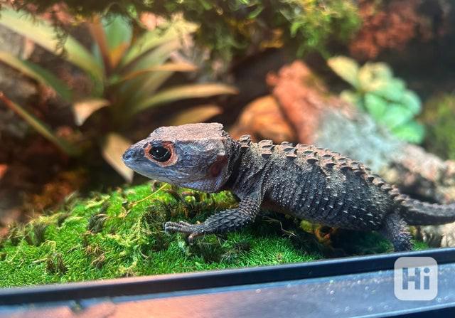 Krokodýl cink s červenými očima cb s kompletní sadou - foto 1