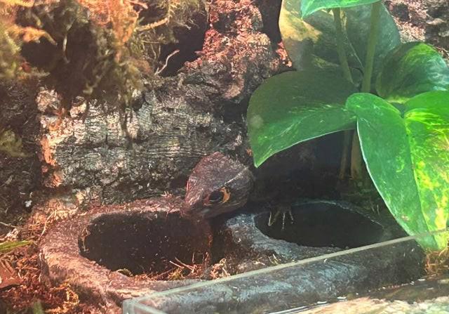 Krokodýl cink s červenými očima cb s kompletní sadou - foto 3