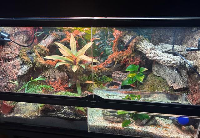 Krokodýl cink s červenými očima cb s kompletní sadou - foto 2