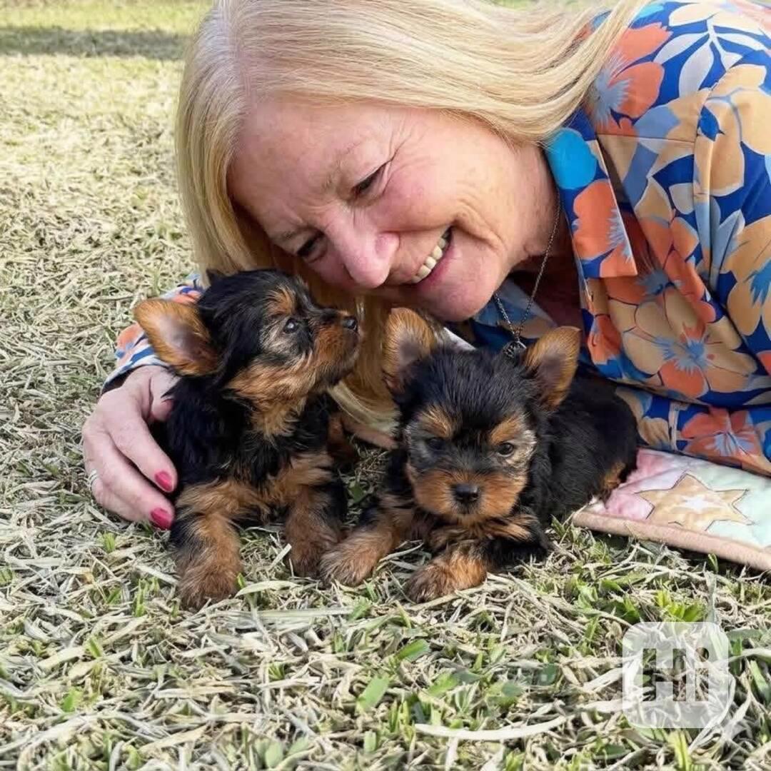 Štěňata yorkshirského teriéra - foto 1