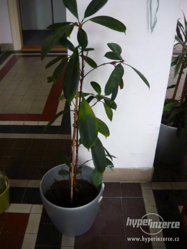 pokojové rostliny - foto 1