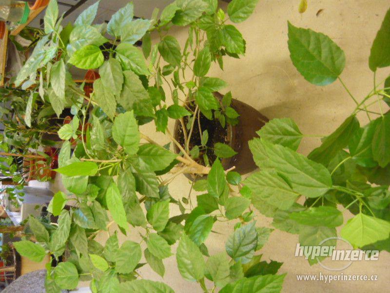 pokojové rostliny - foto 2