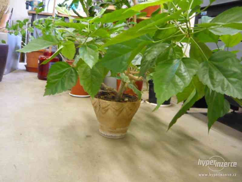 pokojové rostliny - foto 3