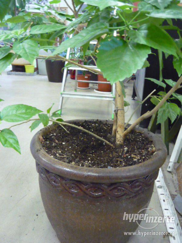 pokojové rostliny - foto 4