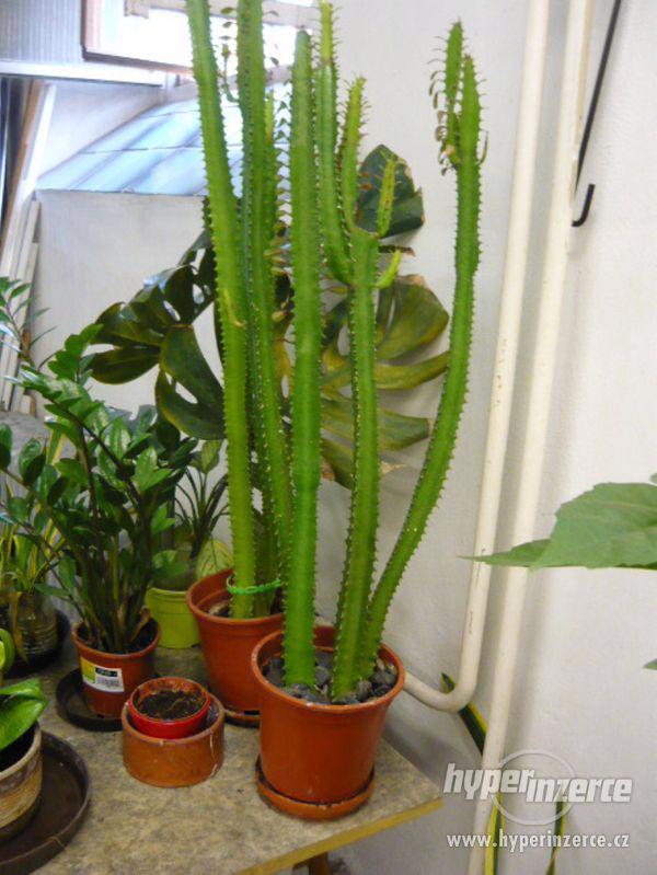 pokojové rostliny - foto 6