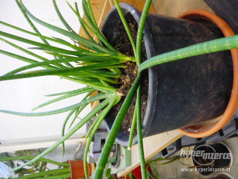 pokojové rostliny - foto 7