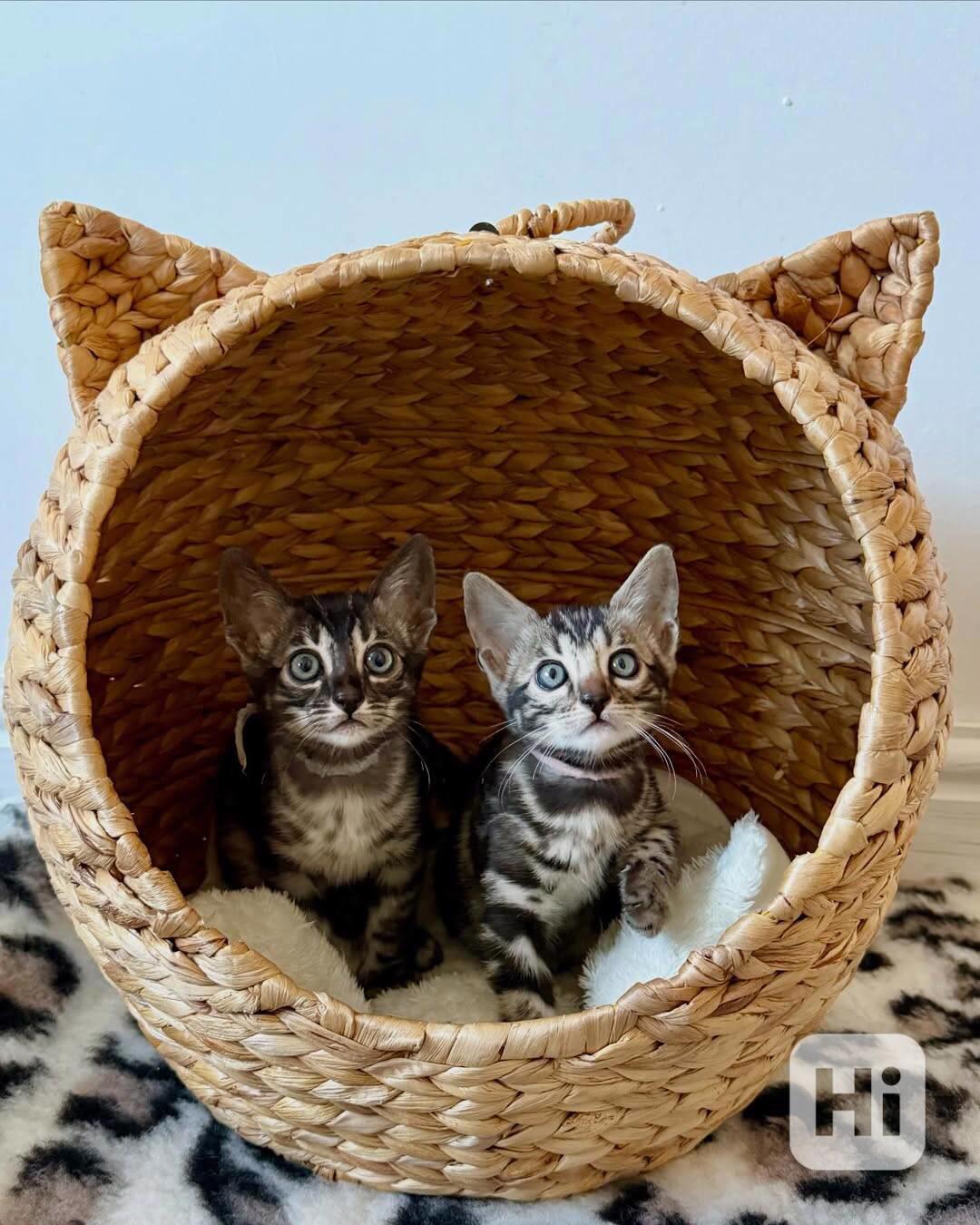 AKTUALIZACE 3 nádherná bengálská koťátka připravená k adopci - foto 1
