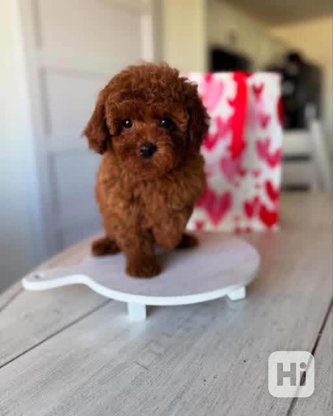 Vycvičené štěně pudla k adopci - foto 1