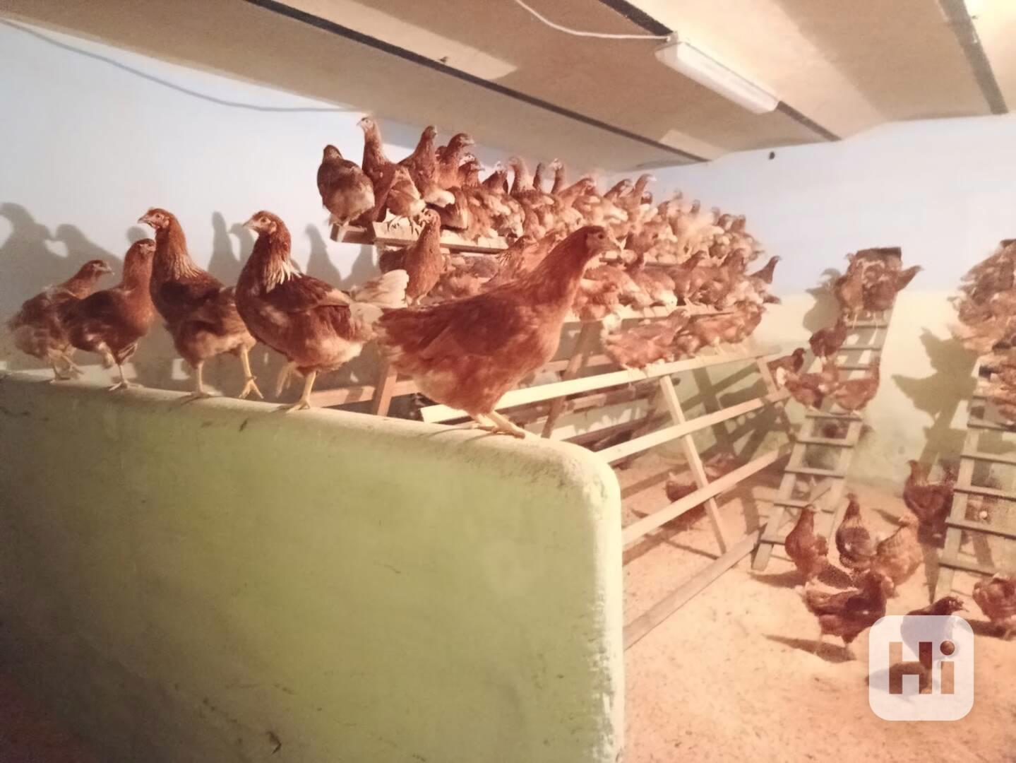 kuřice před snáškou - foto 1