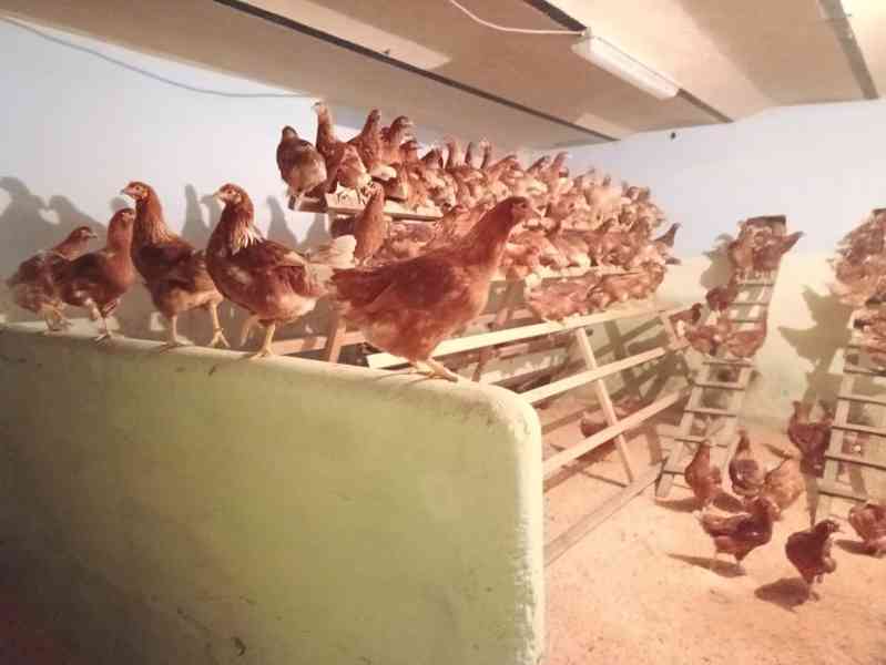 kuřice před snáškou - foto 1