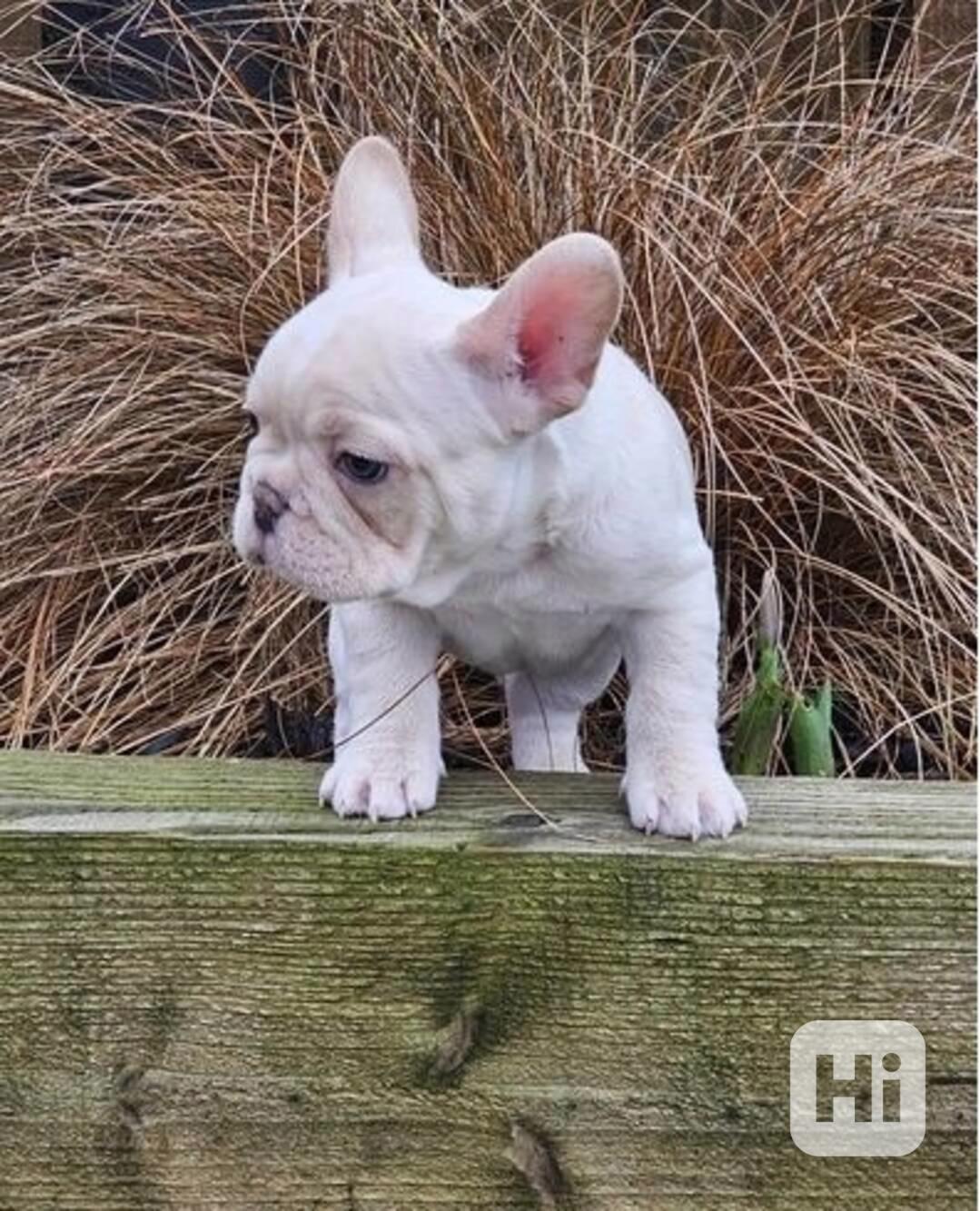 Dvě štěňata francouzského buldočka jsou připravena k odběru - foto 1