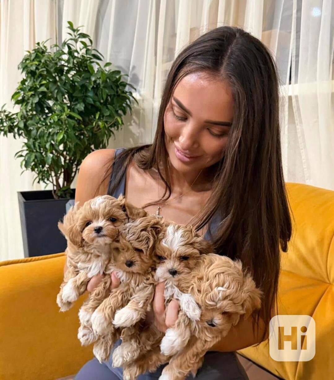 Roztomilý a milující štěně maltipoo je nyní připraven - foto 1