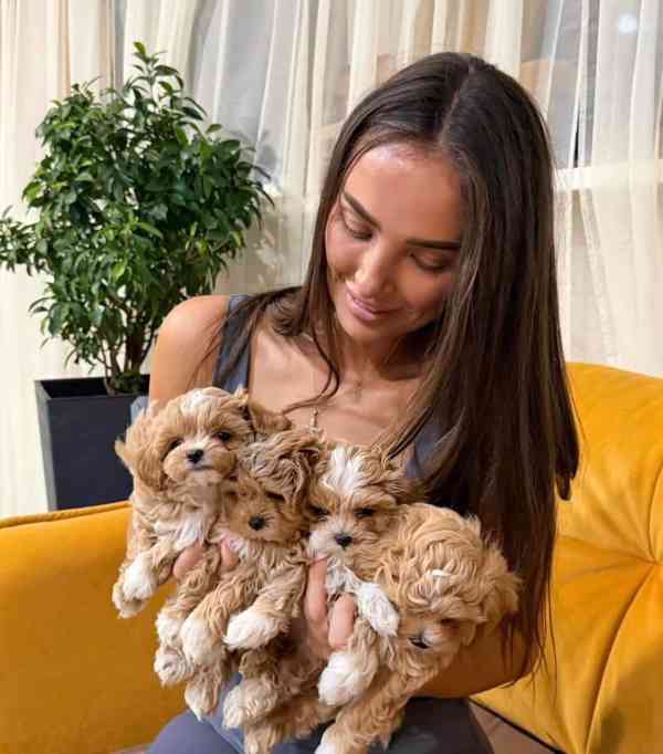 Roztomilý a milující štěně maltipoo je nyní připraven - foto 1