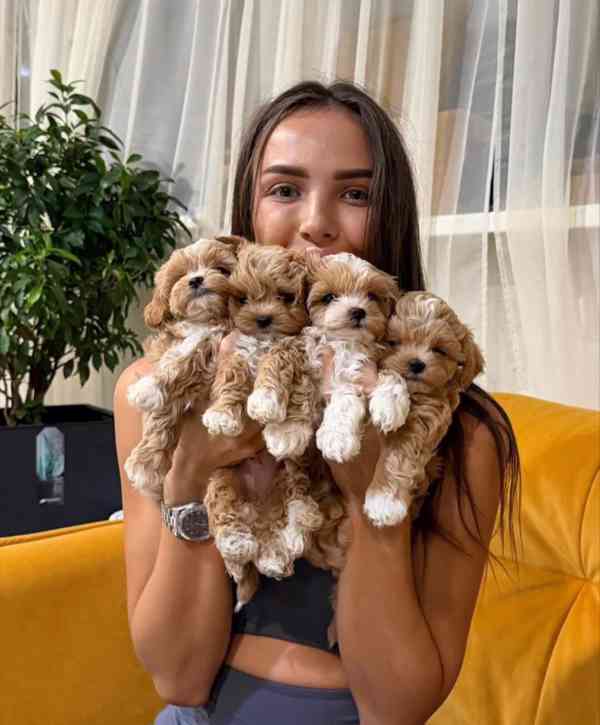Roztomilý a milující štěně maltipoo je nyní připraven - foto 3