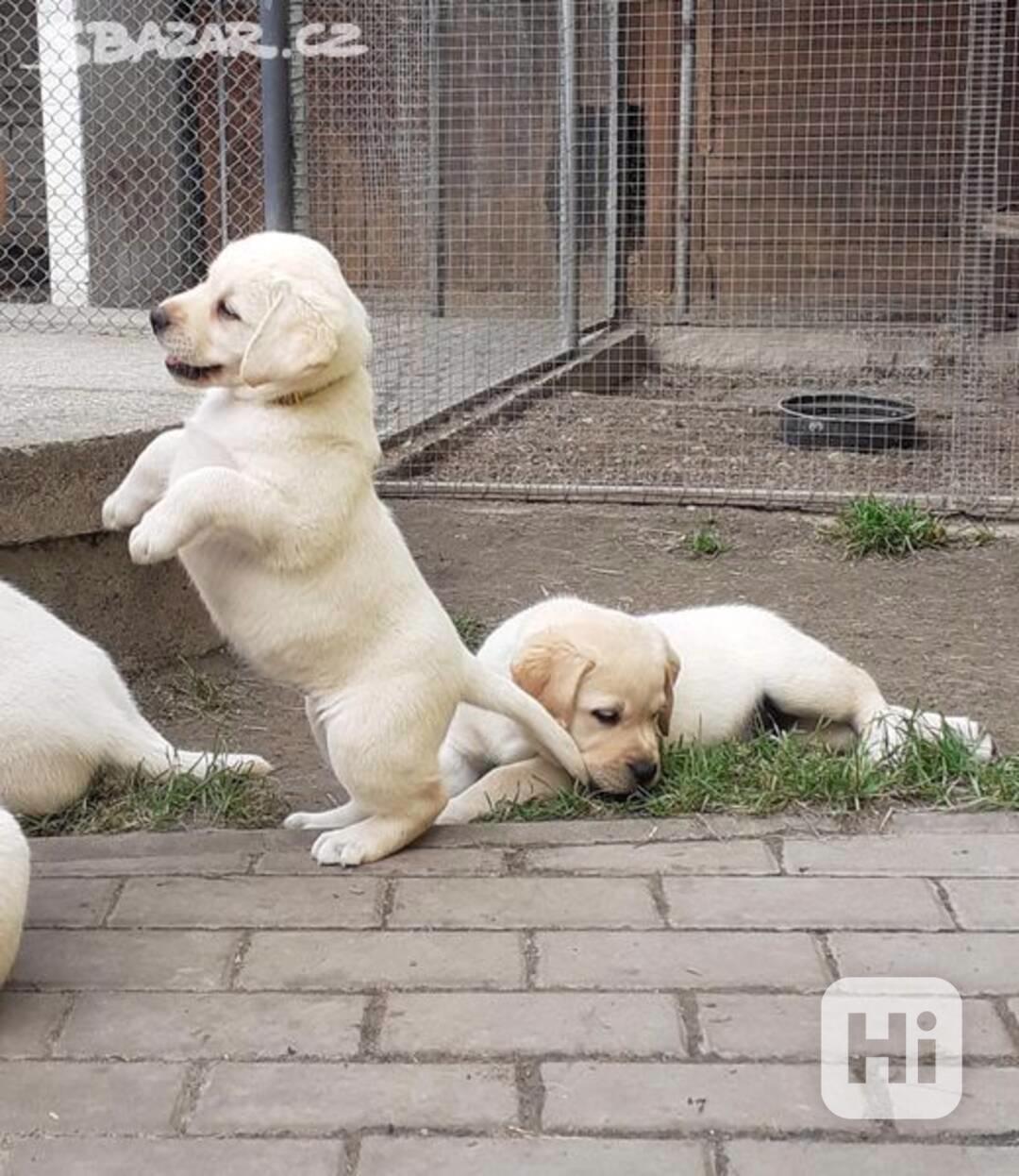 Labrador štěňátka - foto 1