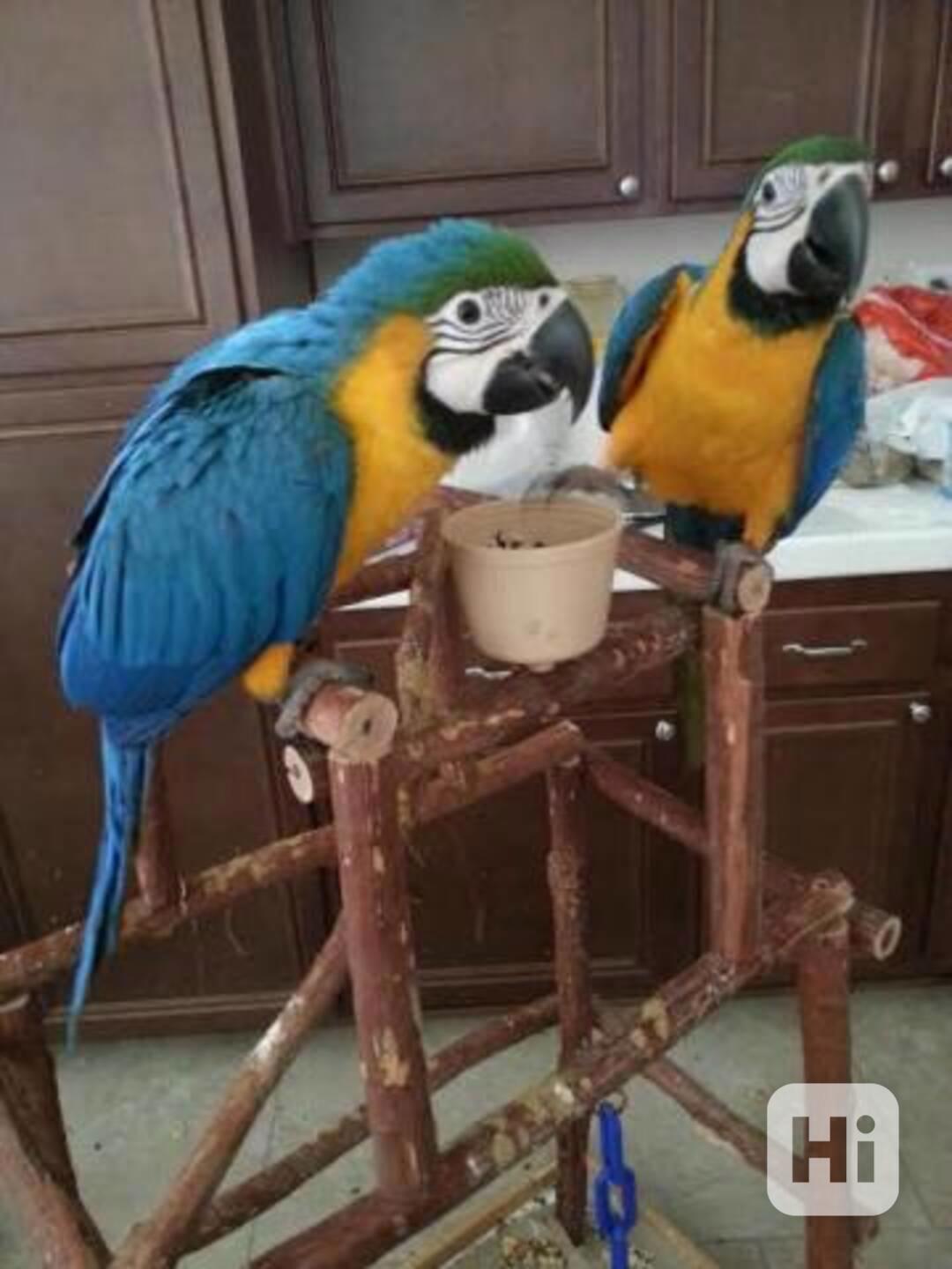 Pár papoušků arů k adopci - foto 1