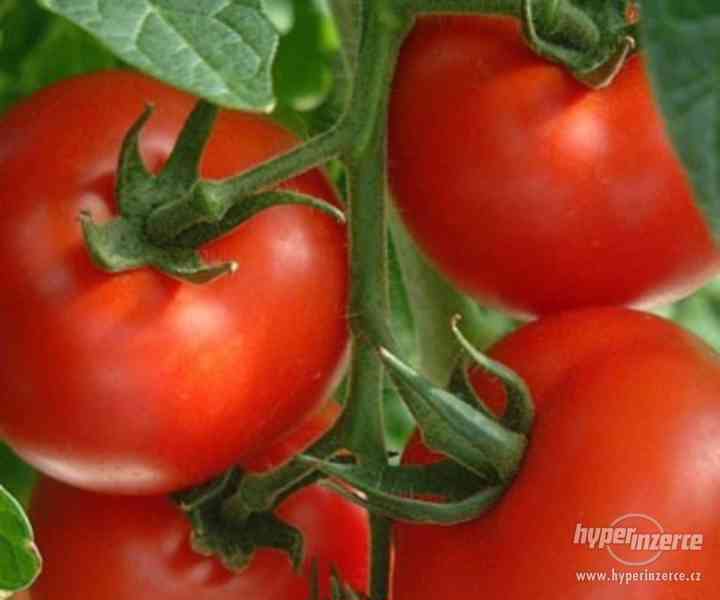 rajče Stupnické polní - semena - foto 1