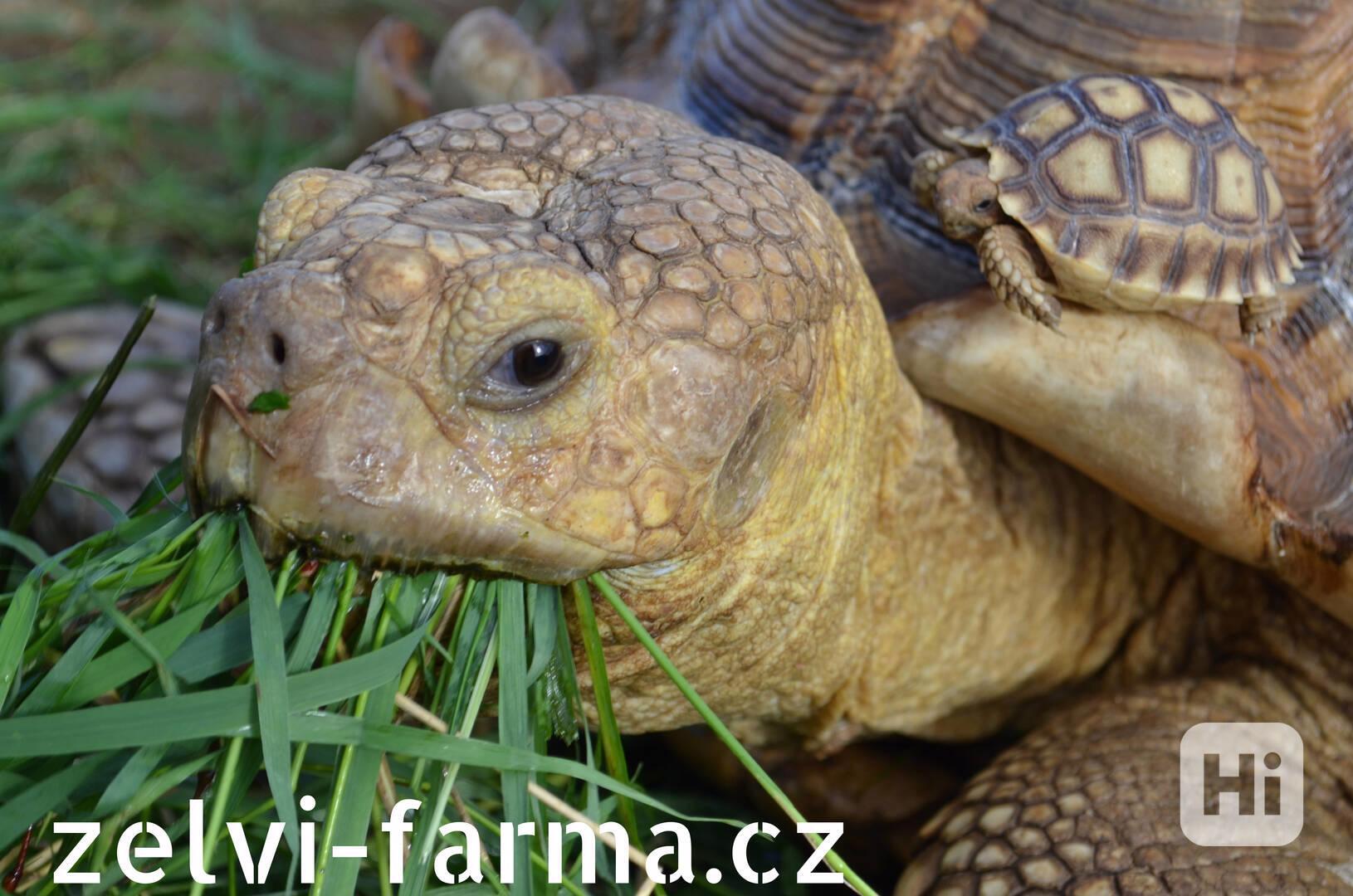 SUCHOZEMSKÉ ŽELVY OSTRUHATÉ – vlastní odchov! - foto 1