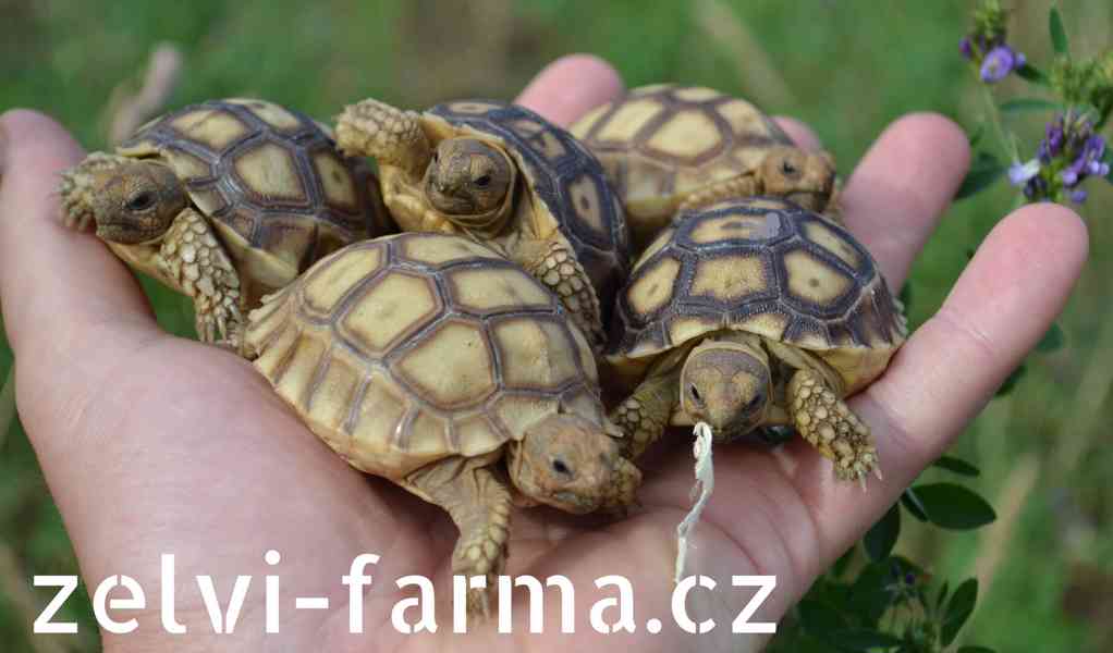 SUCHOZEMSKÉ ŽELVY OSTRUHATÉ – vlastní odchov! - foto 9