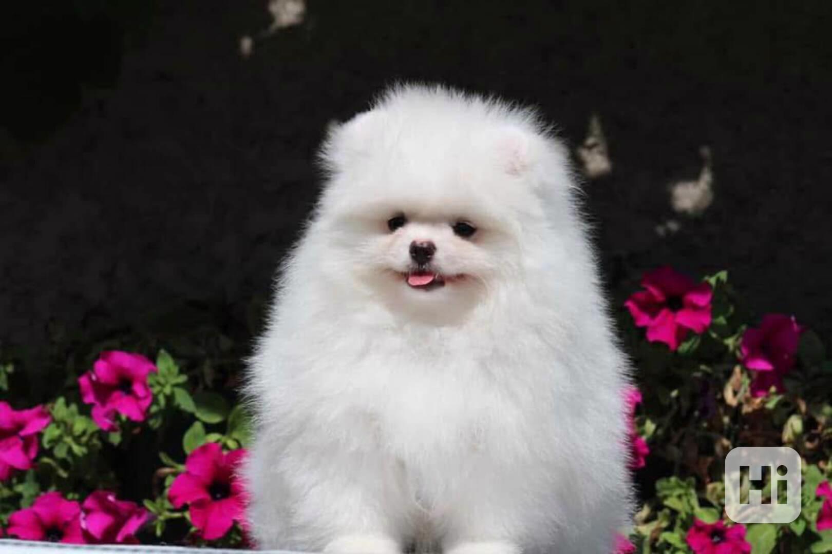 Štěňata pomeranského buldoka k adopci - foto 1