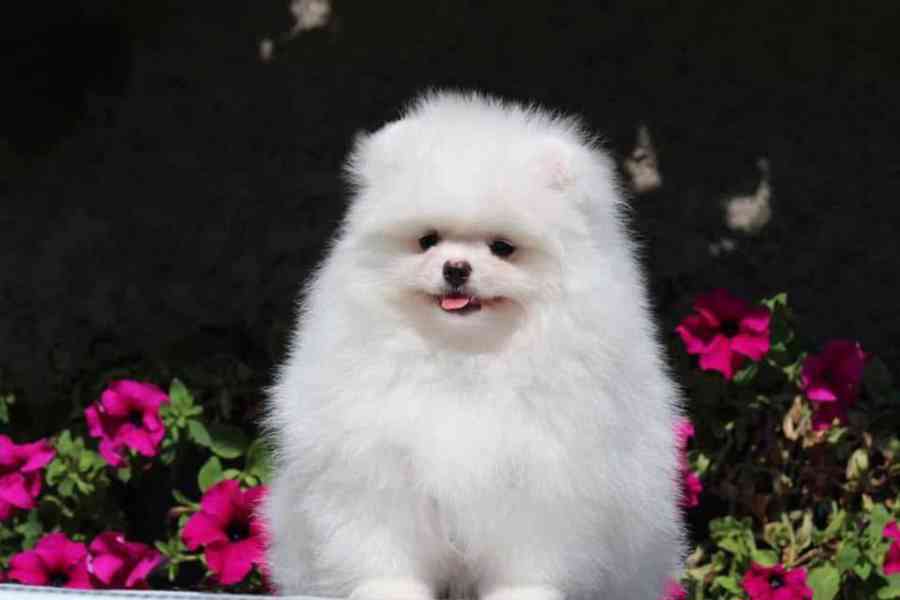 Štěňata pomeranského buldoka k adopci - foto 1