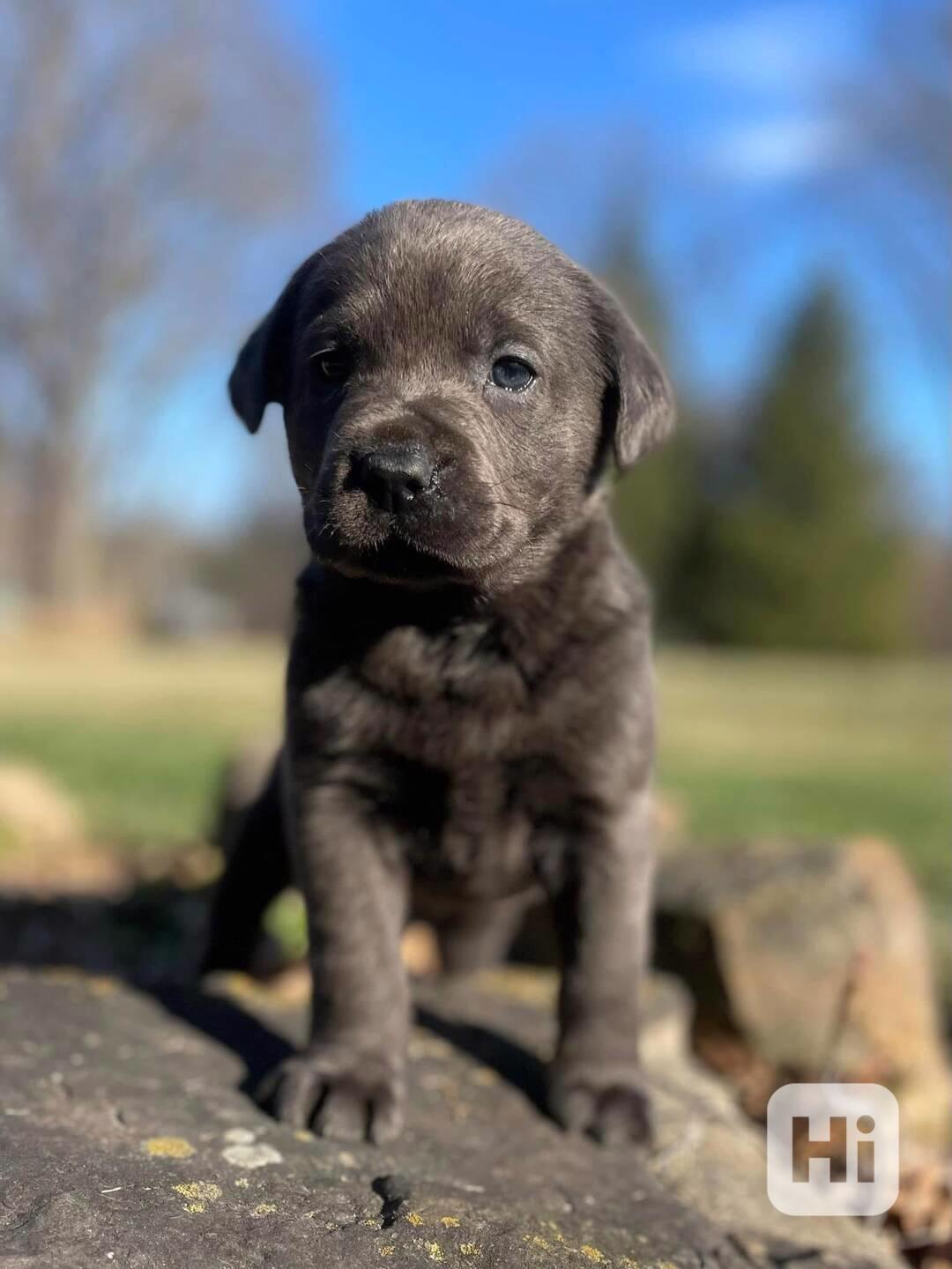 Imádnivaló labrador retriever kölykök - foto 1