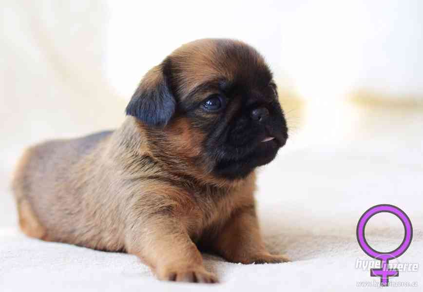 Grifonek a brabantík štěňátka s PP - foto 1