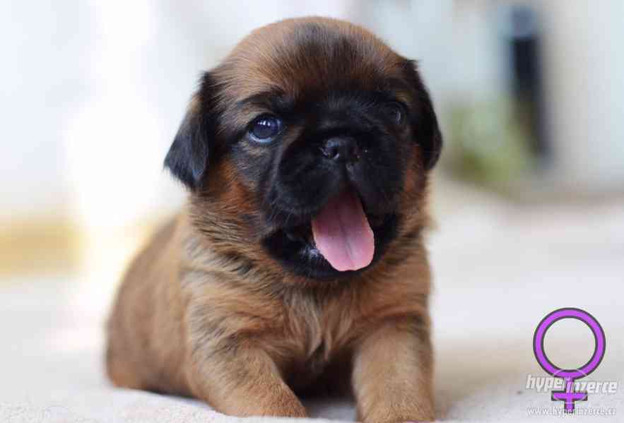 Grifonek a brabantík štěňátka s PP - foto 2