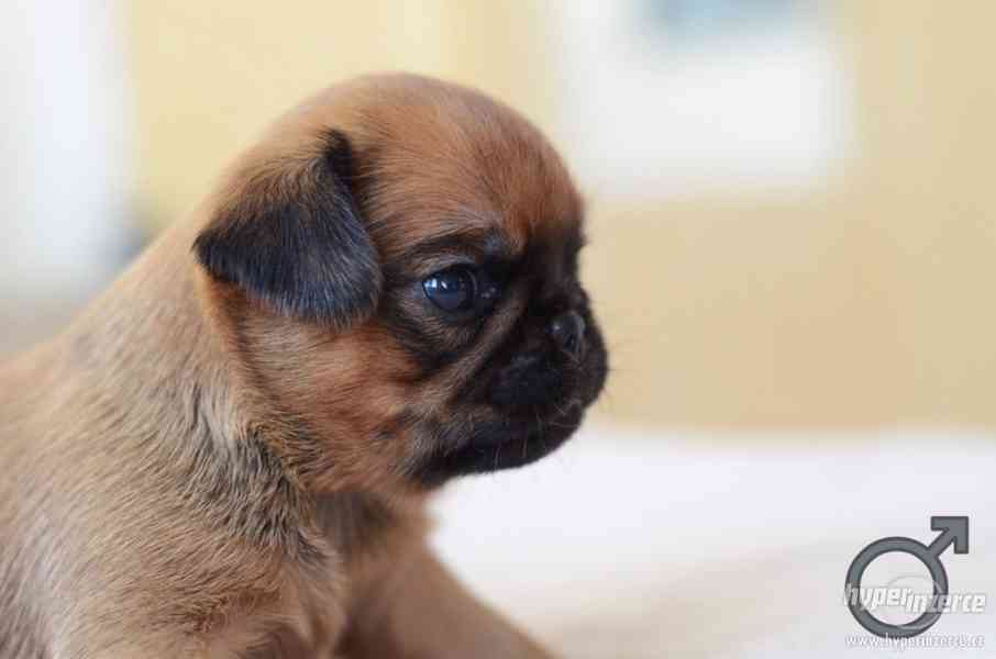 Grifonek a brabantík štěňátka s PP - foto 3