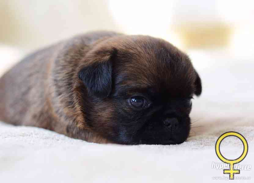 Grifonek a brabantík štěňátka s PP - foto 4
