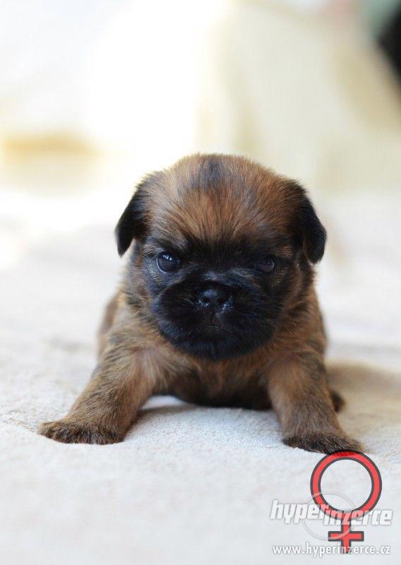 Grifonek a brabantík štěňátka s PP - foto 5