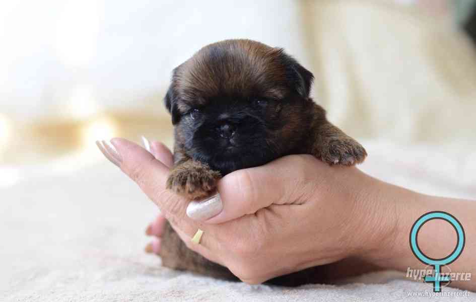 Grifonek a brabantík štěňátka s PP - foto 6
