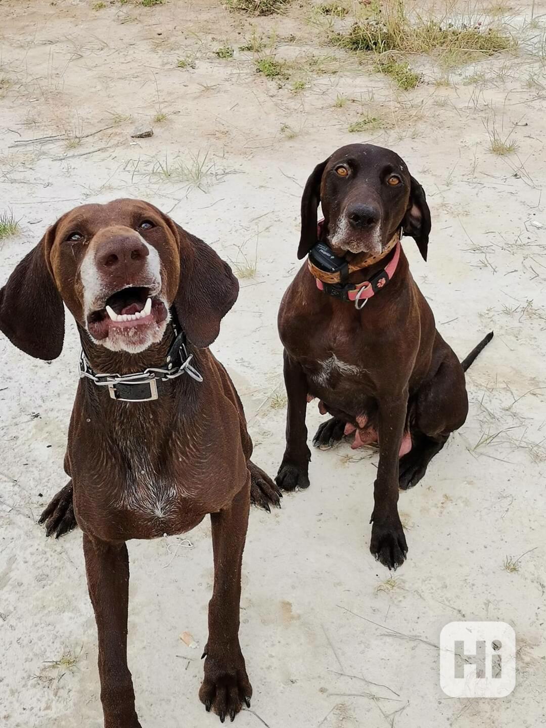 Ralf & Bai hledají nový domov 🐾 - foto 1