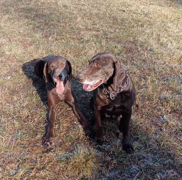 Ralf & Bai hledají nový domov 🐾 - foto 2