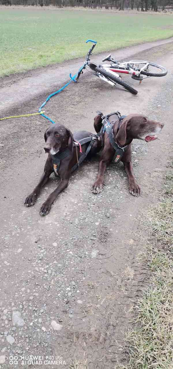 Ralf & Bai hledají nový domov 🐾 - foto 3