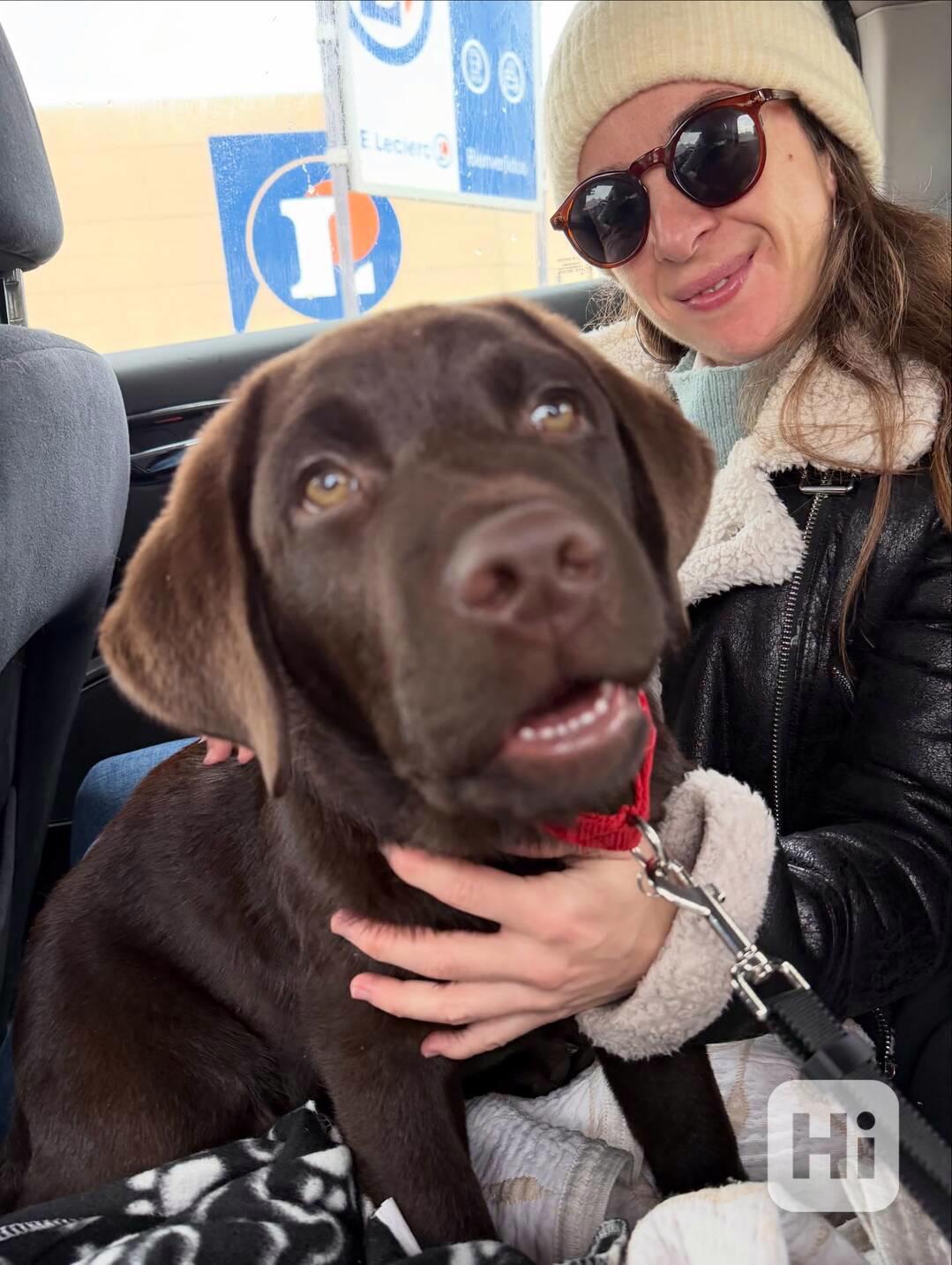 labradorský retrívr - foto 1