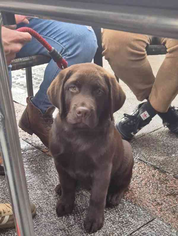 labradorský retrívr - foto 2