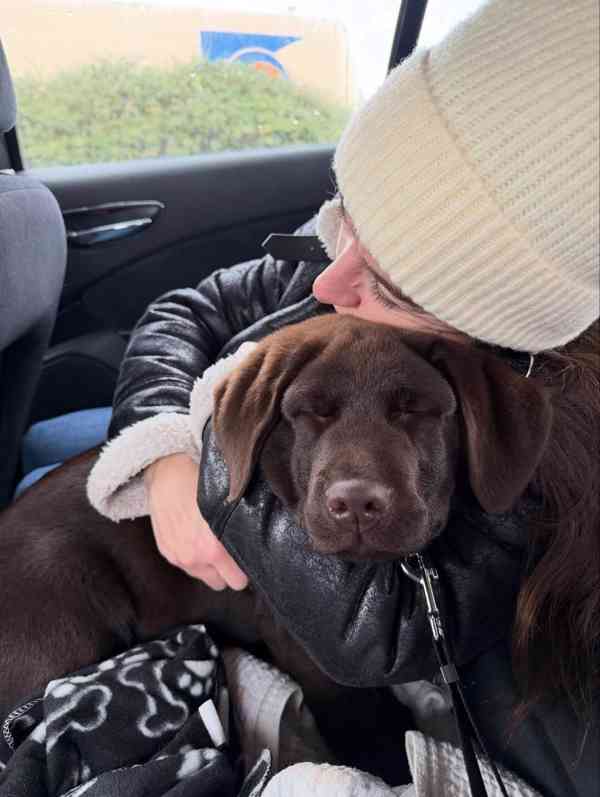 labradorský retrívr - foto 3