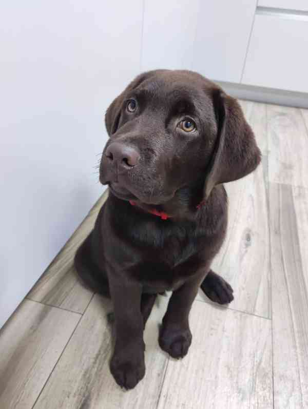 labradorský retrívr - foto 5