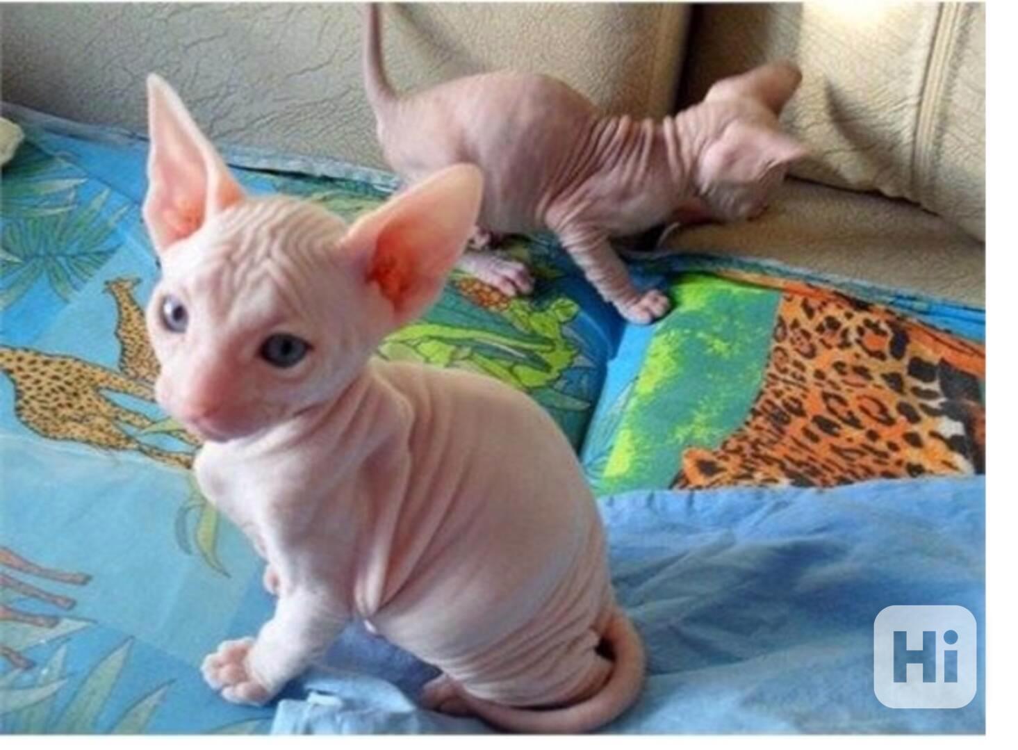 sphynx koťata  s pp - foto 1