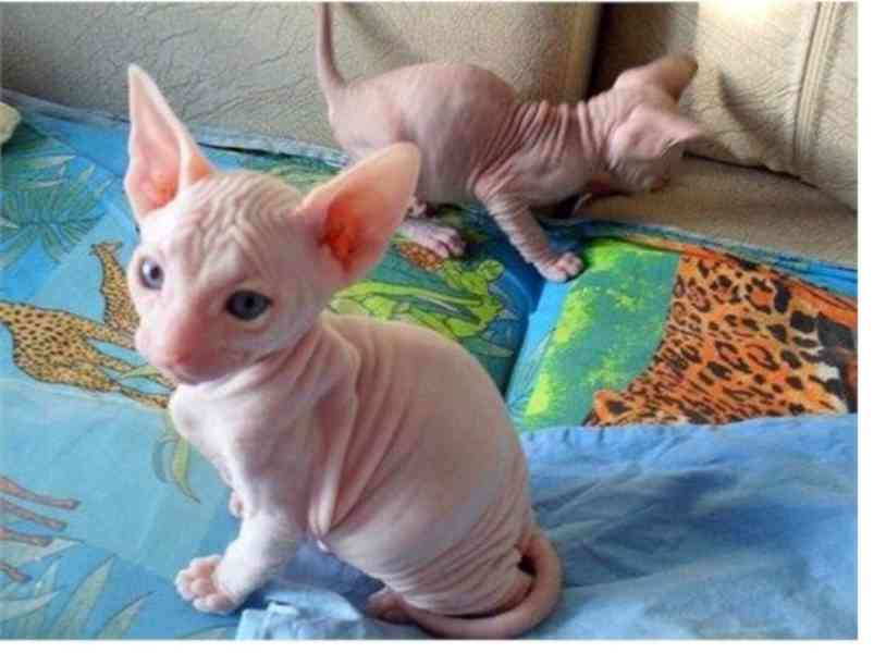 sphynx koťata s pp - foto 1