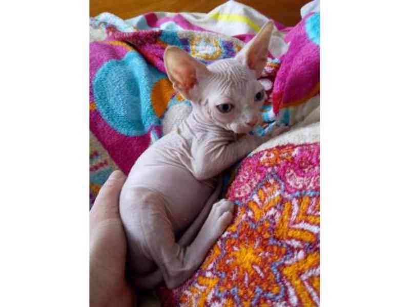 sphynx koťata  s pp - foto 2