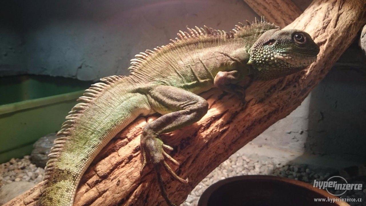Agama kočinčinská - foto 1