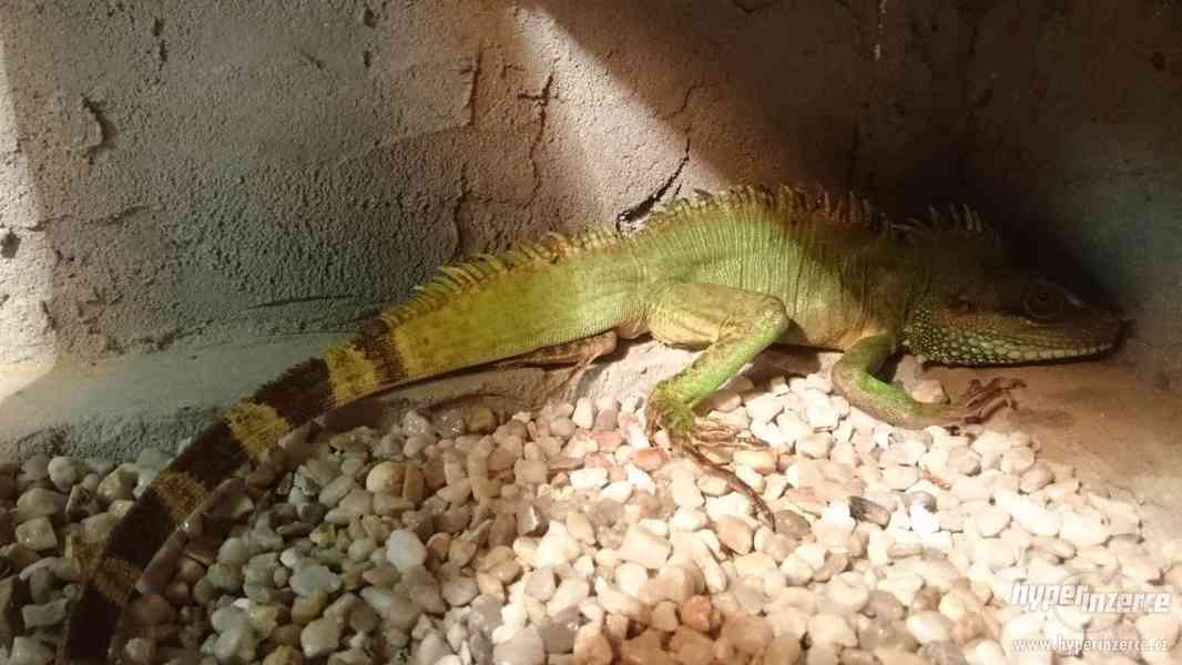 Agama kočinčinská - foto 2
