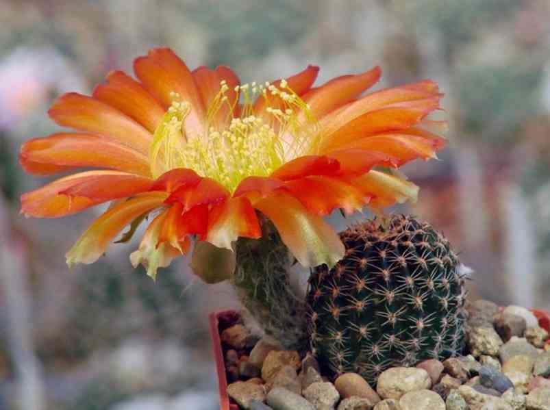semena kaktusu Lobivia amblayensis WR 19