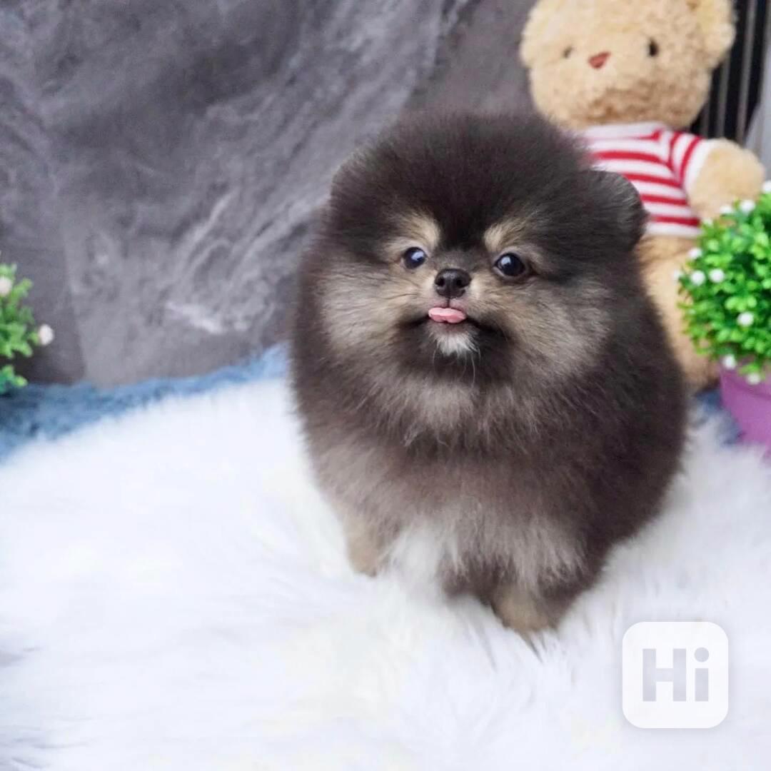 Štěňata pomeranského.... - foto 1