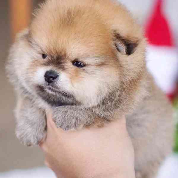 Štěňata pomeranského.... - foto 2