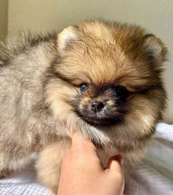 Štěňata pomeranského.... - foto 3