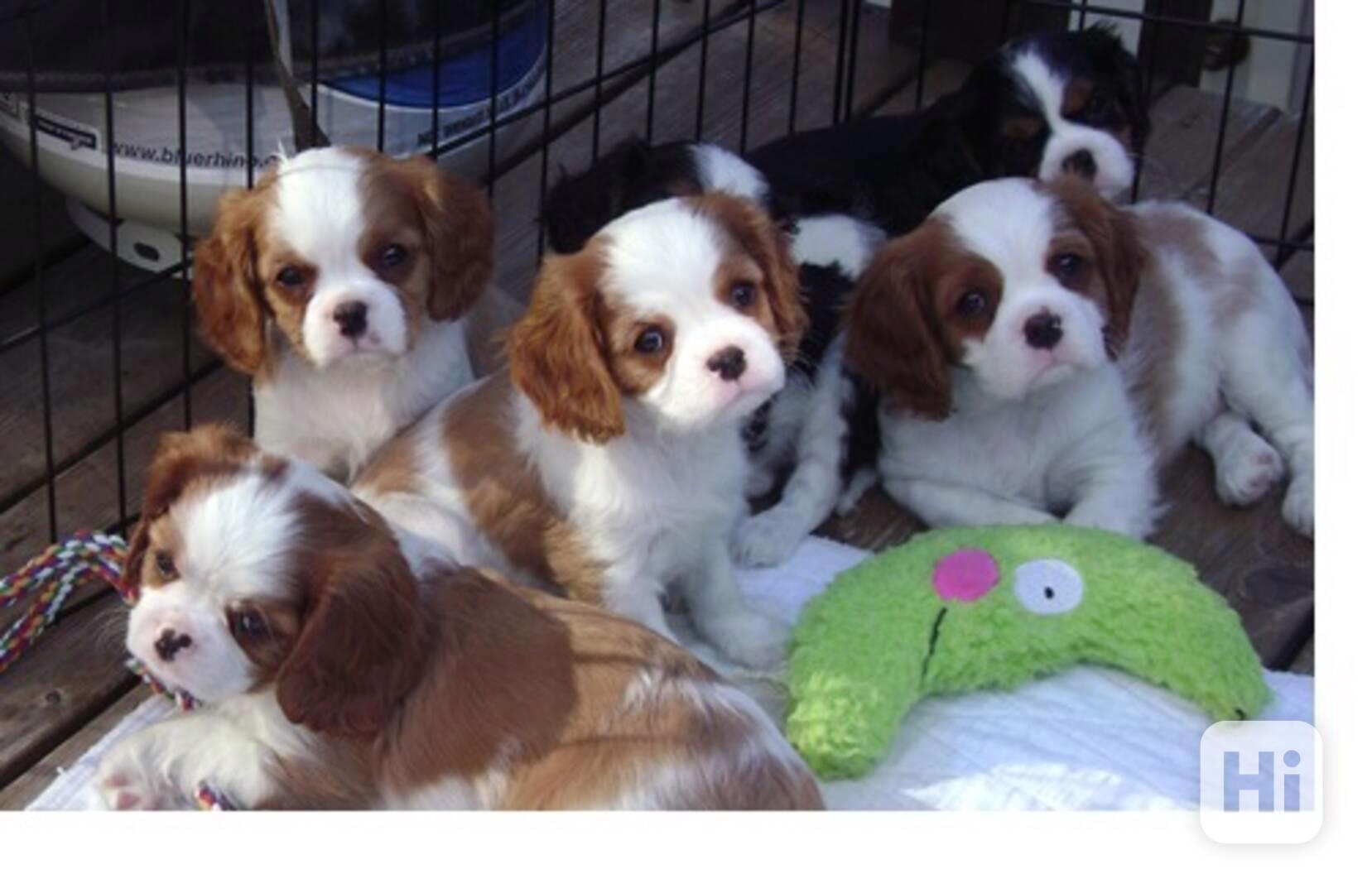štěňata kavalír King Charles španěl k adopci - foto 1