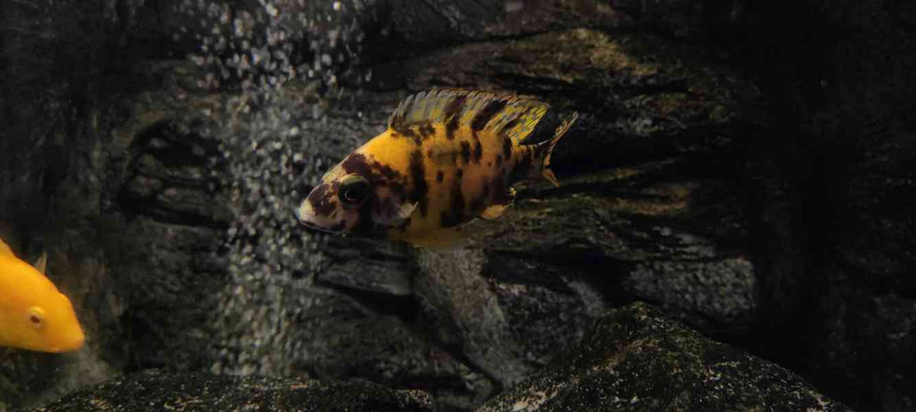 Tlamovci Malawi  - foto 29